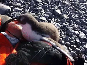 sizvideos:  Baby Penguin Hug Video 