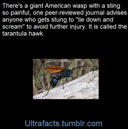 ultrafacts:   The tarantula hawk is a bit