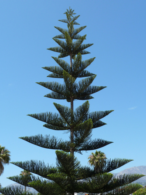 lovecraftsgarden:Araucaria heterophyllaNorfolk Island Pine, Star Pine, Triangle Tree(via)This is so 