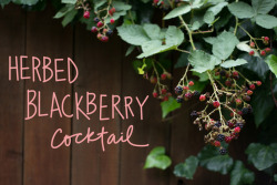 forestfeast:  We have a huge blackberry bush right off the deck, and I have found a tasty new use for them. Fresh rosemary muddled with sweet blackberries plus tequila! Yes! Check out the recipe on my Better Homes &amp; Gardens post today. Cheers! By