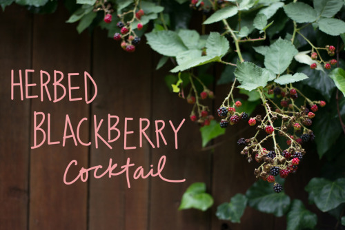 forestfeast:  We have a huge blackberry bush right off the deck, and I have found a tasty new use for them. Fresh rosemary muddled with sweet blackberries plus tequila! Yes! Check out the recipe on my Better Homes & Gardens post today. Cheers! By