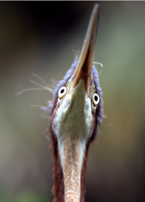 Double Zeroby PelicanPeteTricolored heron(Egretta tricolor)