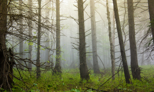 captain1aardvark: Foggy Russian Forest by Jim Boud Via Flickr: