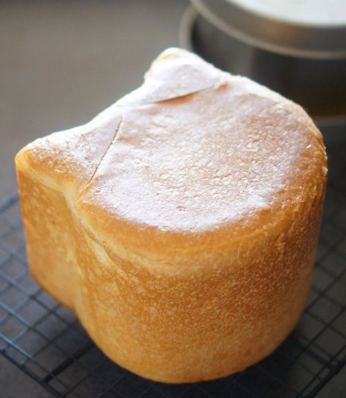 zoivoi:loftyangel: lynnesmeal Imagine this cat loaf made as sandwiches.