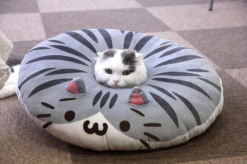 awwww-cute:To understand pillow, you must be one with pillow. (Source: http://ift.tt/1OIwMfO)