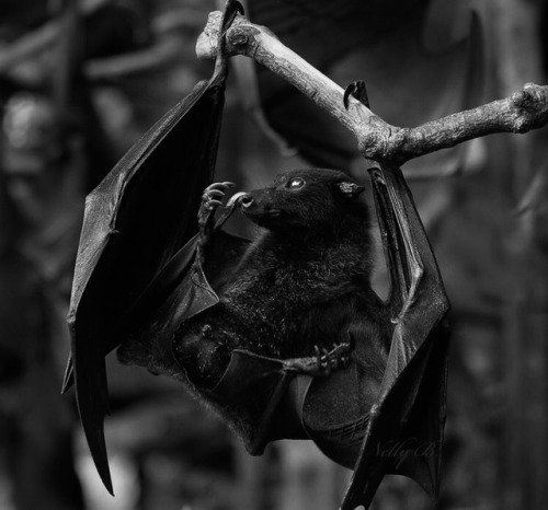 cynderbat