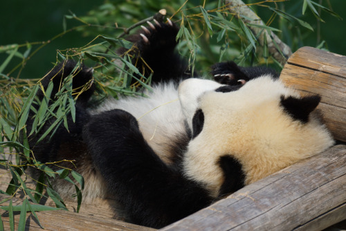 giantpandaphotos:  © Zatsu. 