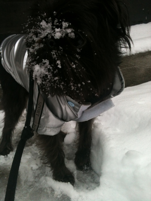 Brooklyn’s own Snowbeard.
Nice coat Max!
maxthebrusselsgriffon:
“ Maxy snowbeard is back!
”