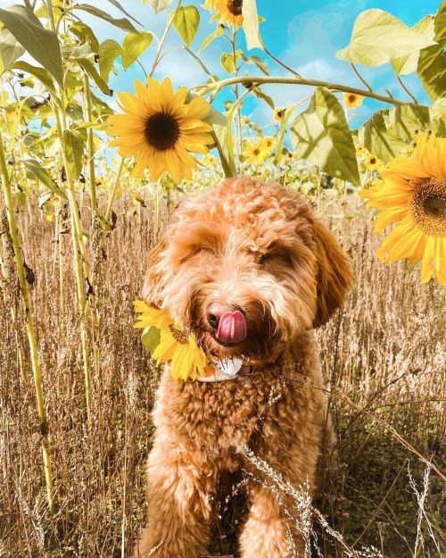 uwupuppersuwu: �sunflower girl� Happy Wednesday my fluffy frens � it’s almost weekend stay paw