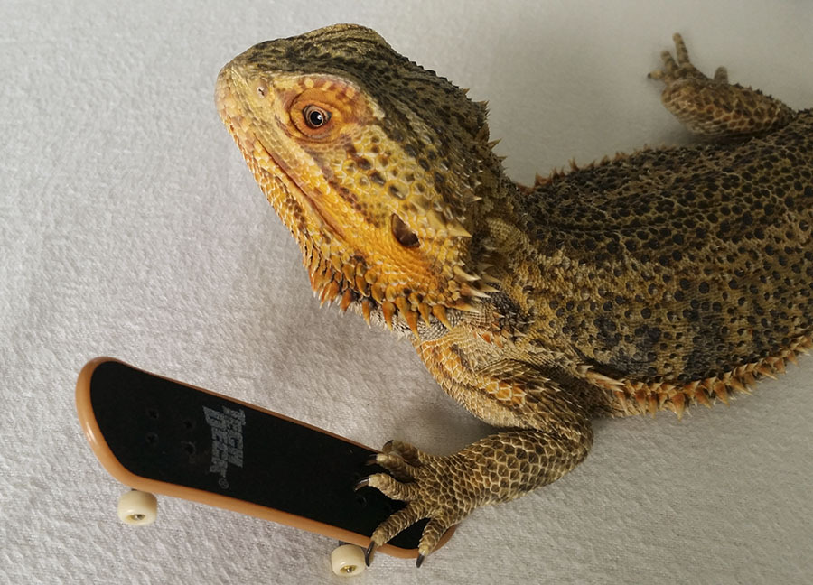 catsbeaversandducks:  Meet Pringle: The Little Lizard with a Big Personality Photos