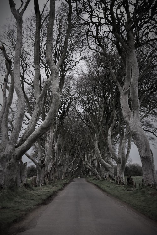 I took a wonder through the dark hedges today (as seen on Game of Throne) its just so beautiful I co