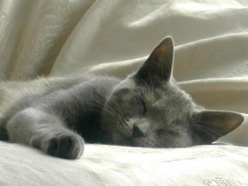 (via Vicky / Unitedcats)