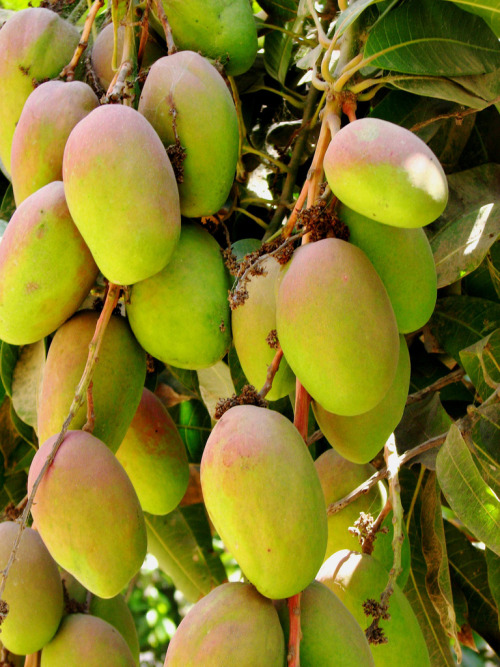 natureisthegreatestartist:Help yourself to some lovely mangos!