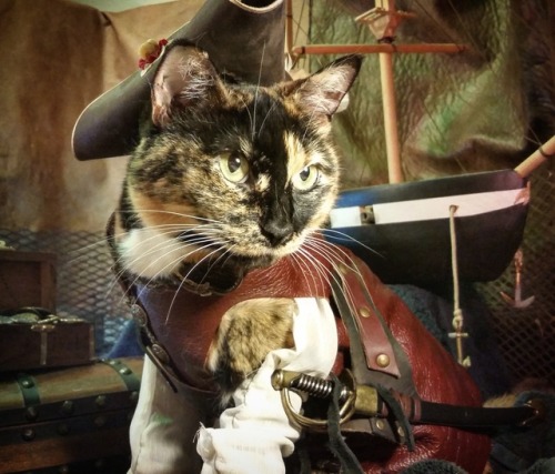 cat-cosplay:Yarr! Ye be surrenderin ur Cheezburgers an ur interwebz! Purr-pare ta be boarded ye Scal