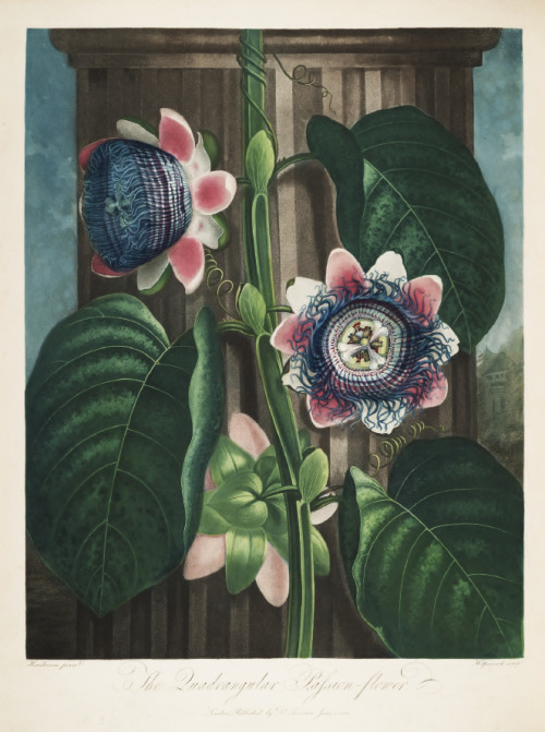 Robert John Thornton, Quadrangular Passion Flower, 1807. From the book New Illustration of the Sexua