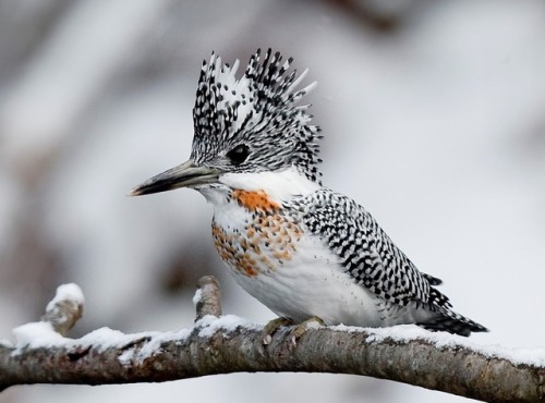 typhlonectes:A female and male Crested Kingfisher (Megaceryle lugubris)at Asahikawa city in Hokkaido