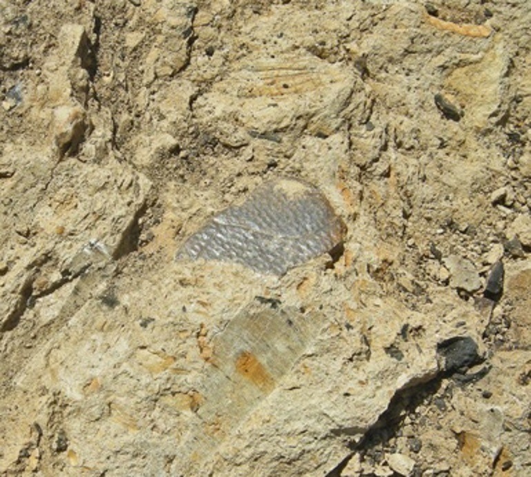 theolduvaigorge:  “Excuse Me, Is This A Fossil?”  In mid-July of 2013, the Deep