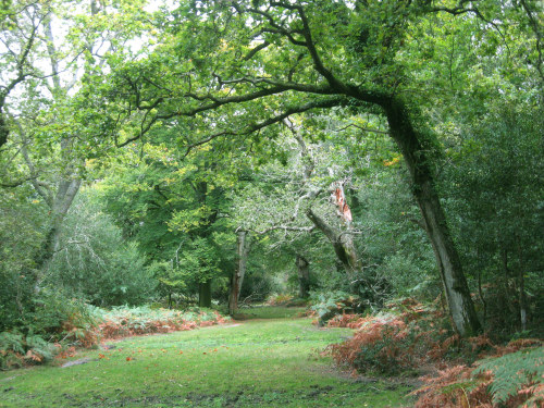 New Forest NP, Hampshire, England by east med wanderer