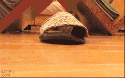 4gifs:  Kitten gets stuck in a slipper. [vid]