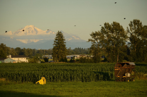 Pitt Meadows BC by Ian Threlkeld