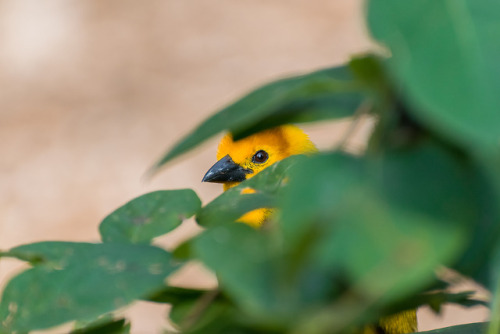 Love the open aviaries in the Woodland Park Zoo Top Row: Male Spangled Cotinga Middle Row: Male and 