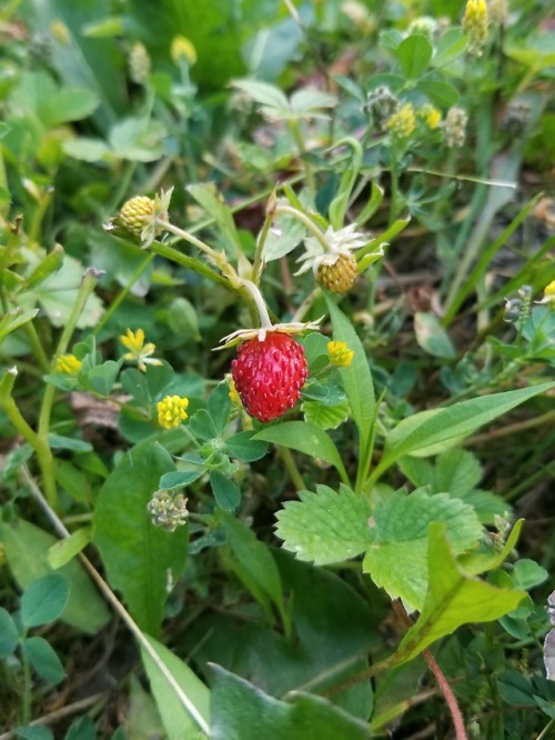 bogwitchin:some little strawberries grow in my yard and I adore them ☘ they’re about as big as my fi