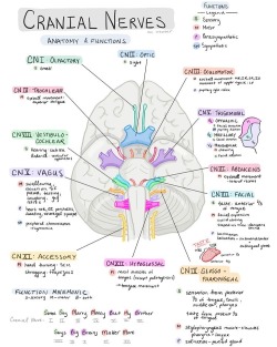 #cranial-nerves on Tumblr
