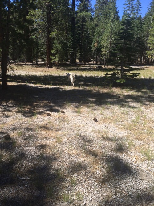 light-scales:He plays fetch with pinecones.