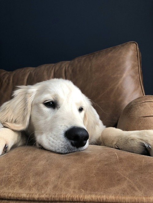 endless-puppies:Tired little Buddy 