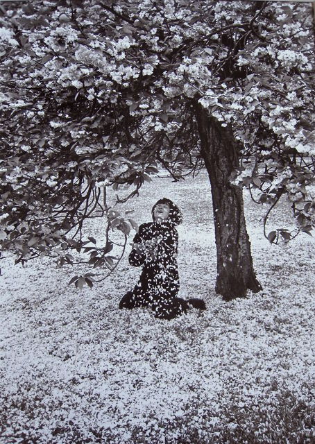 wtxch:Édouard Boubat (French, 1923–1999)Cerisier en fleur, 1983