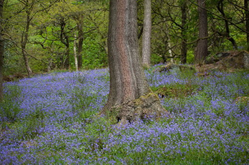 90377: Bluebells, Hardcastle Crags by Richard Carter