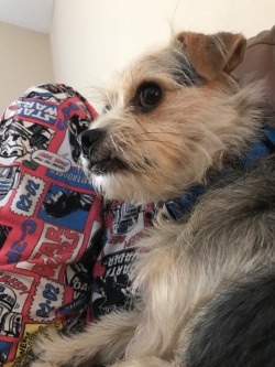 This is Obi! He’s a chihuahua / yorkie