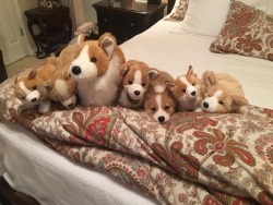 worldofcorgi:  One of these is not like the others…