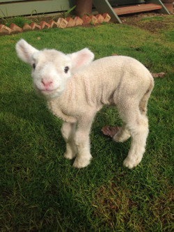 babygoatsandfriends:  Today I am lambsitting. He’s 4 days old. The mum had twins and rejected him. He’s doing well on bottles though. :) (source) 