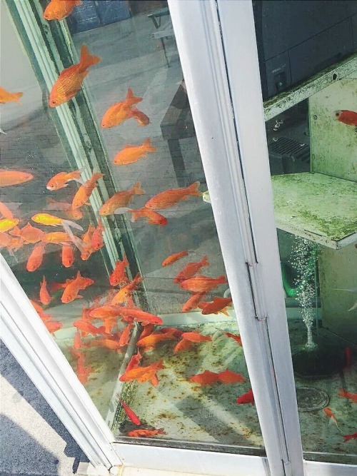 lazymilku:a phone booth filled with water and fish in japan