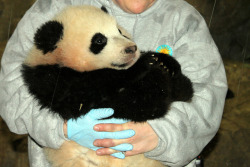 giantpandaphotos:  Bao Bao at the National Zoo in Washington D.C. on February 14, 2014. © Brian Allen.