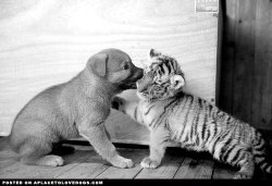 Aplacetolovedogs:  Adorable Puppy And Cute Tiger Cub Enjoying A Little Play Fighting