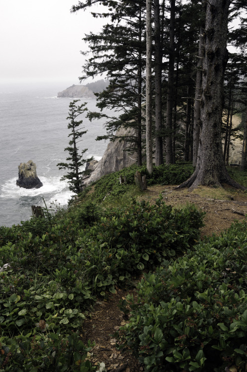 kovthephotographer:Oswald West State Park, OregonSmuggler’s CoveOregon Coast TrailTreasure Cove