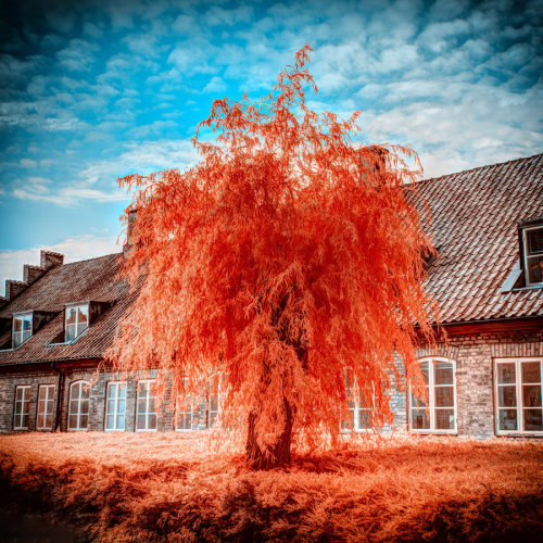 ollebosse: Fiery Orange Tree by myINQI