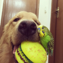 cuteanimalspics:  Best friends sharing some