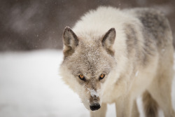 wolfandthemuse: “To look into the eyes of a wolf is to see your own soul.” - Aldo Leopold Photo by Stephen Canino (@wolfandthemuse) | @goodwolfsessions on IG 