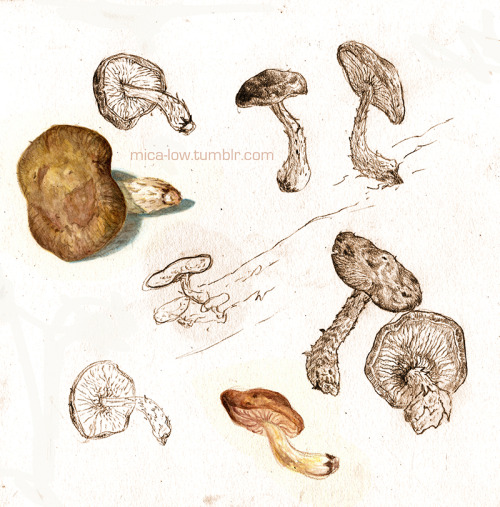 Quick studies of Shiitake mushrooms as preparatory sketches for a final rendering.