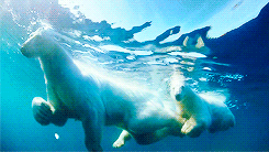   To the Arctic 3D (2012)  