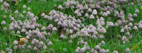 Fairly common in parks and lawns, the little, but impressively gregarious Pleated Inkcap - Parasola 