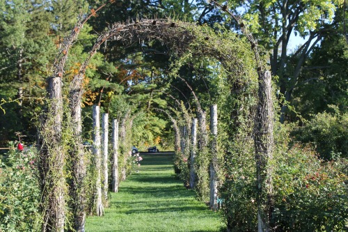Elizabeth Park, rose garden. A lovely Sunday afternoon stroll.Hartford, Connecticut.October 11, 2015