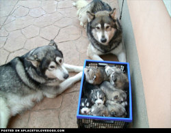 aplacetolovedogs:  Basketful Of PuppiesHusky puppies  We made dees together…. a basketful of widdle puppies  pimkieView Post