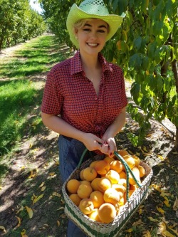 stefaniaferrario:Collecting peaches in Cobram