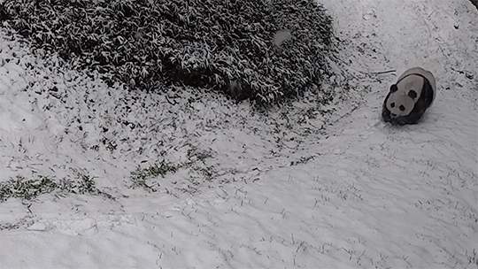 knightofleo:    Giant pandas Mei Xiang and Tian Tian having fun in the snow  