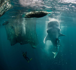 nature-planet:  Feeding whale shark by Paul