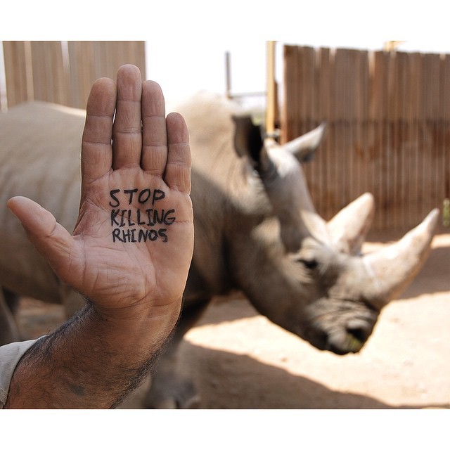 sdzoo:  Endangered Species Day is here &amp; it’s time to fight for rhinos.